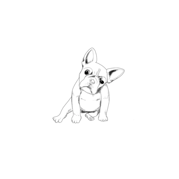 Sioou - Tatouages Éphémères - Le bouledogue