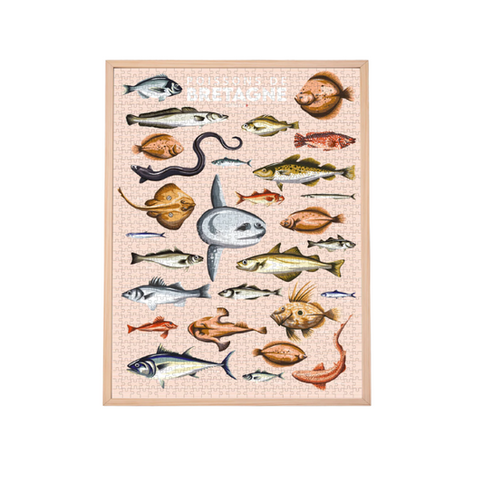 Puzzle Parallèle 48 - Poissons de Bretagne